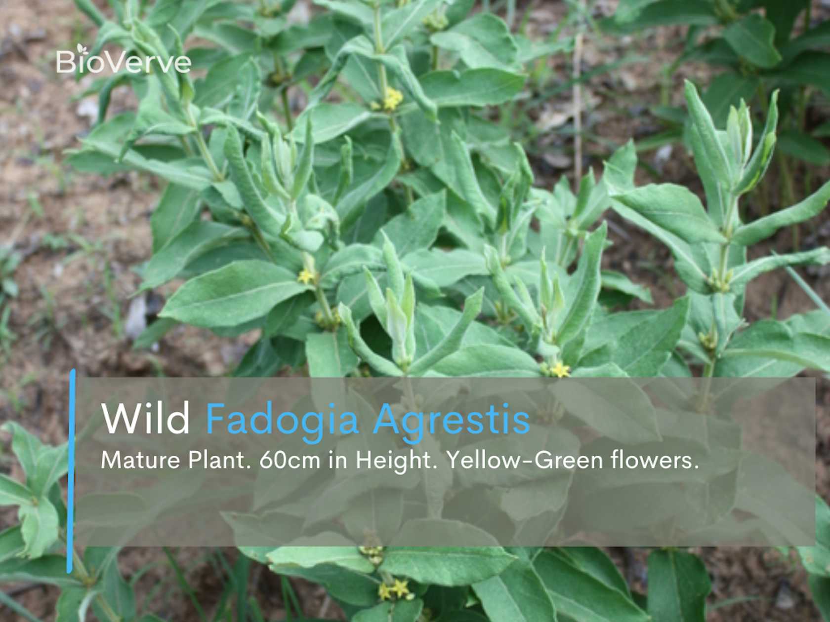 Fadogia_Agrestis_Plant.png