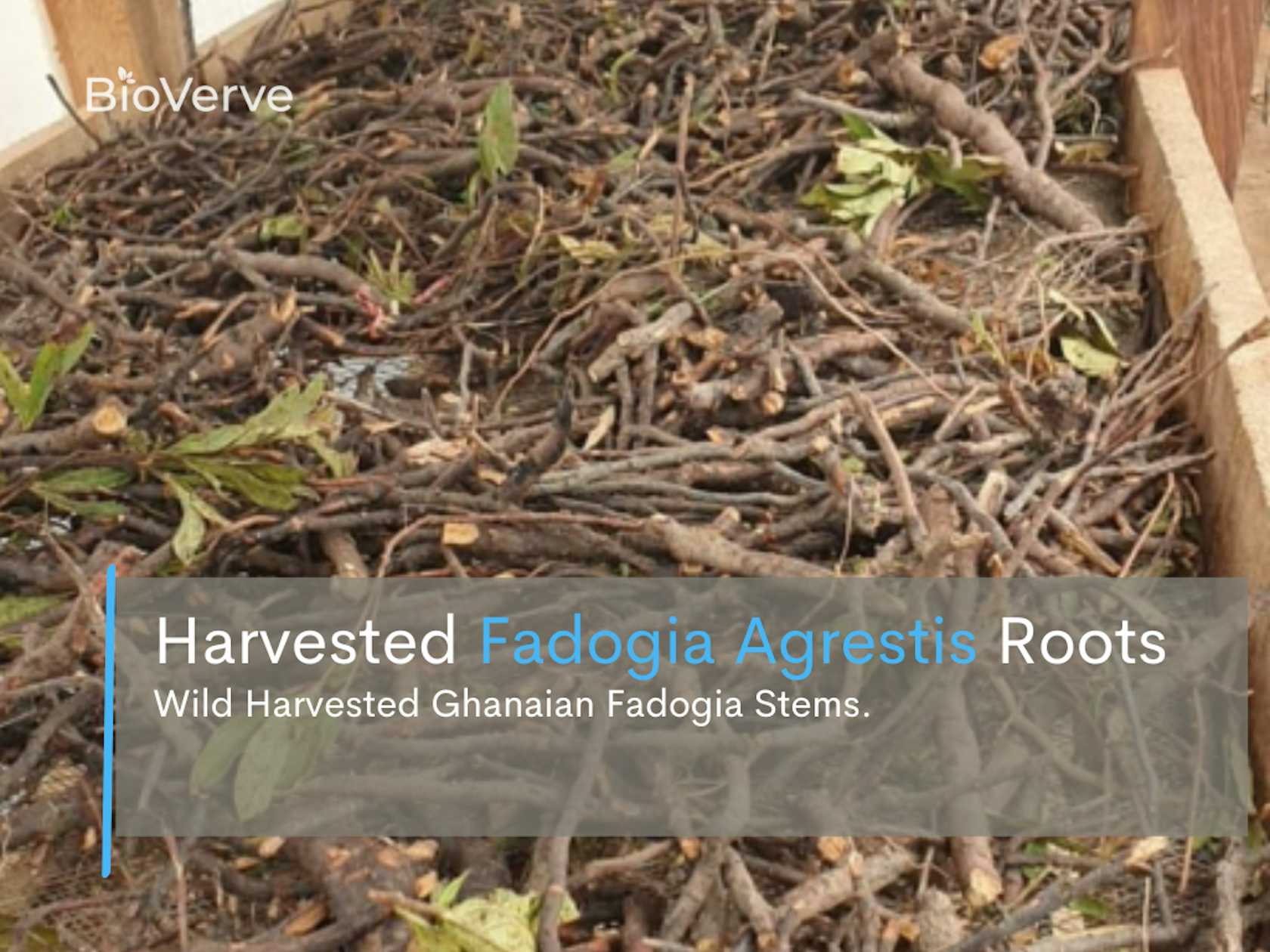 Fadogia_Agrestis_Raw_Roots.png