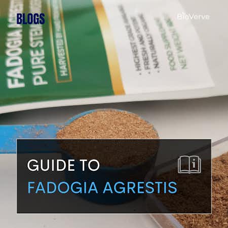 Guide to Fadogia Agrestis