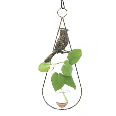 Cardinal Plant Propagation Rooter Vase