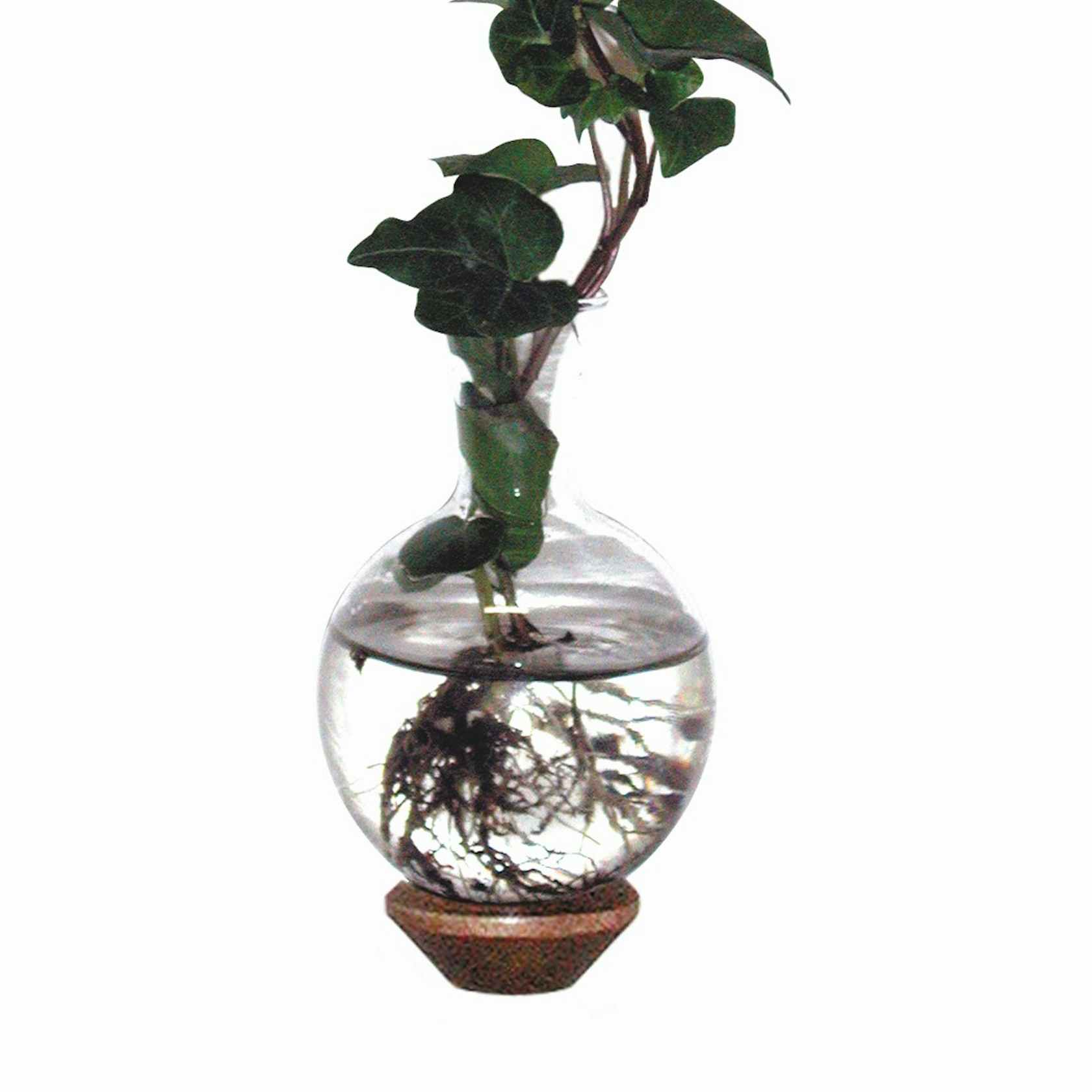 Rooter Vase.jpg