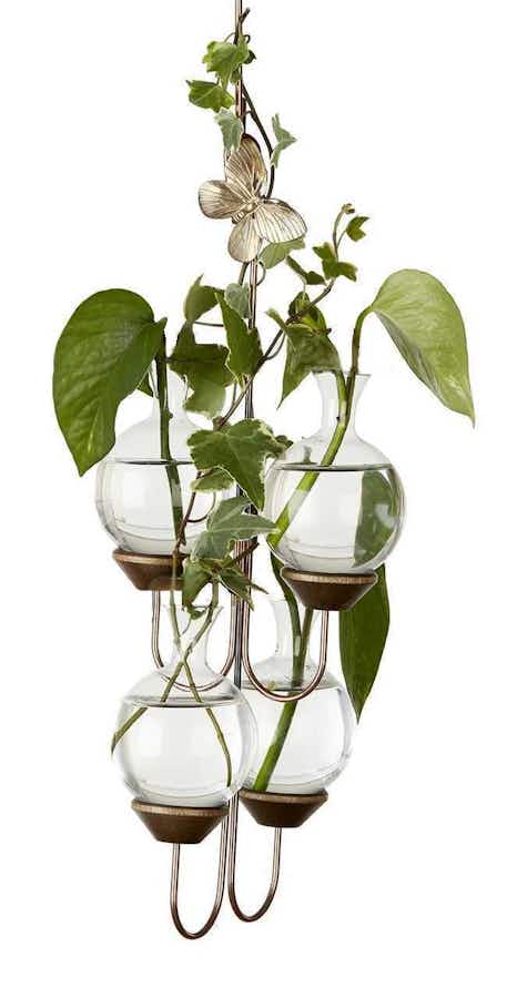 Four Vase Plant Propagation Rooter with pothos plants in water