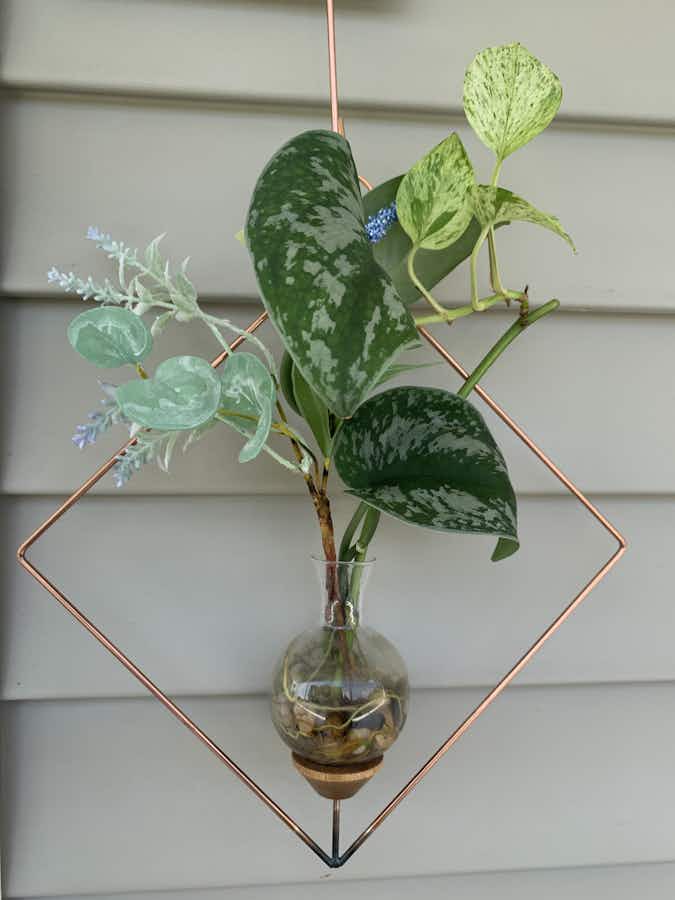 Square Plant propagation rooter vase with ivy plant outside