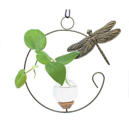 Dragonfly Plant Propagation Rooter Vase with pothos plant