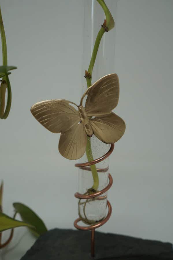 Brass Butterfly on test tube holder with plant