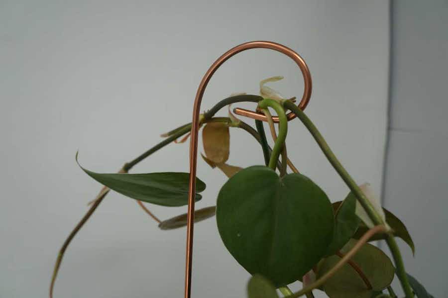 Curled Plant Stick in plant