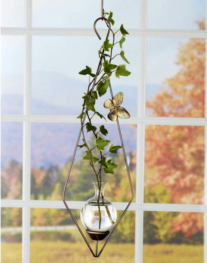 Diamond Plant Propagation Rooter Vase with ivy plant hanging in a window