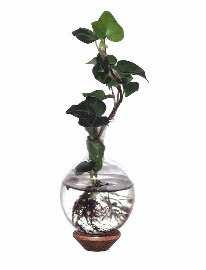 Hand Blown Glass Replacement Vase with pothos in water