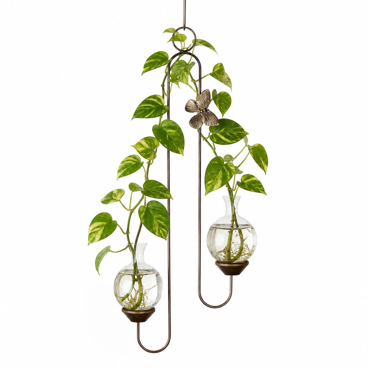 Double hanging rooting vase with Brass Butterfly accent and two handblown glass vases with pothos plant cuttings