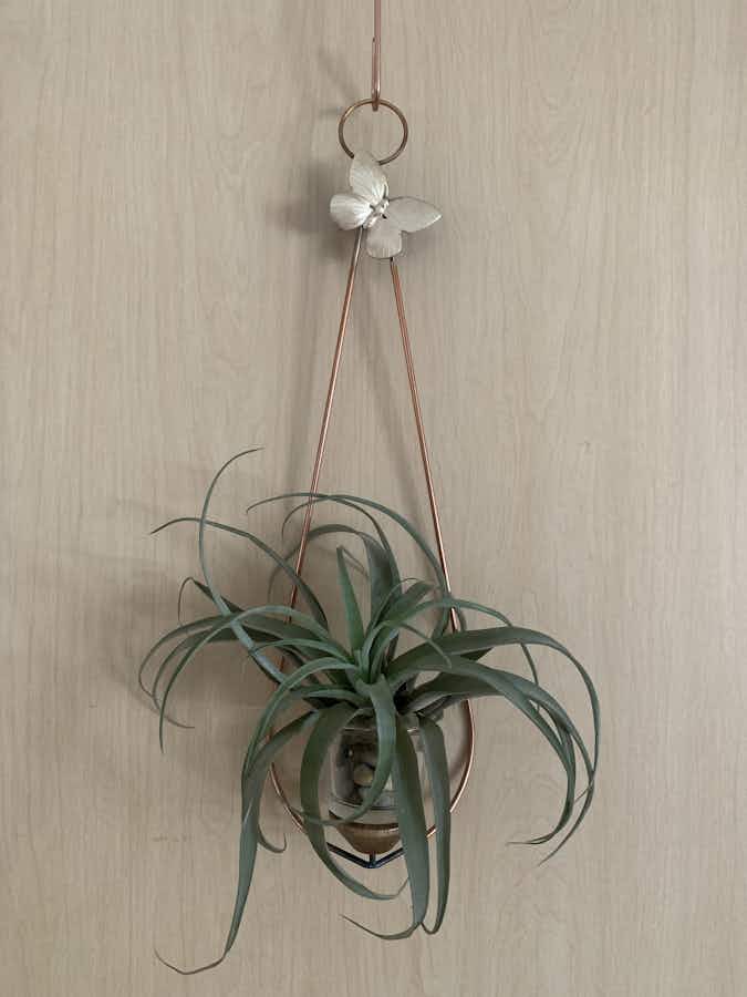Air plant holder hanging with hook on a wall