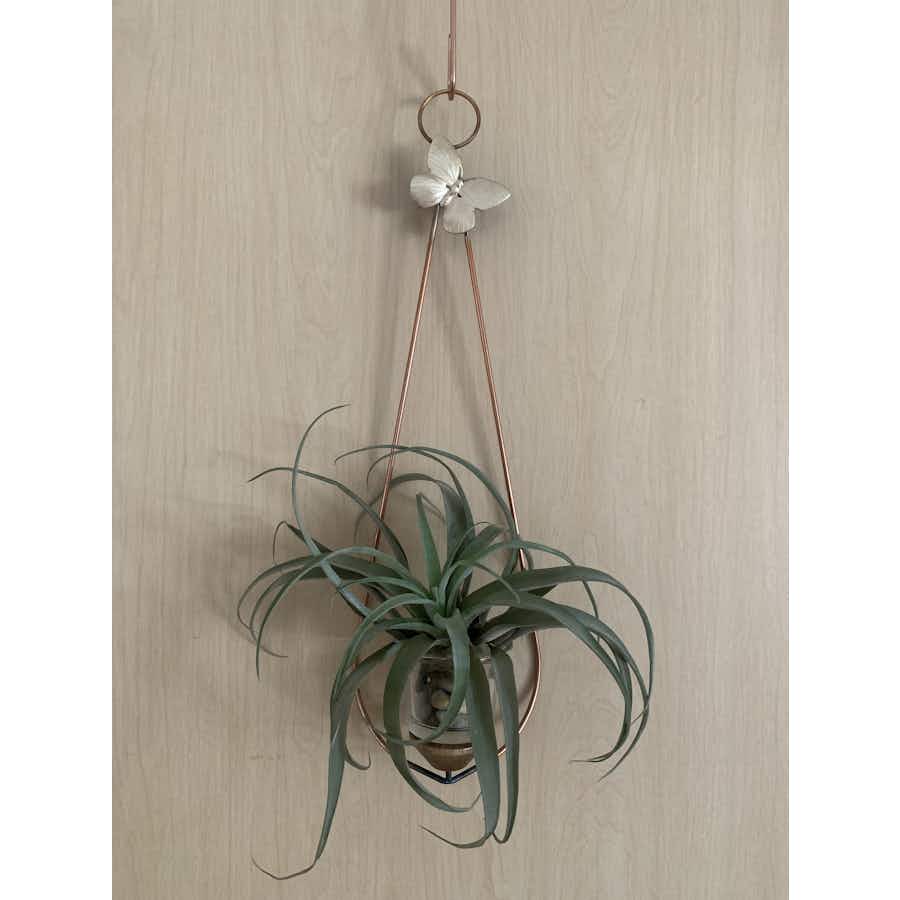 Air plant holder hanging with hook on a wall