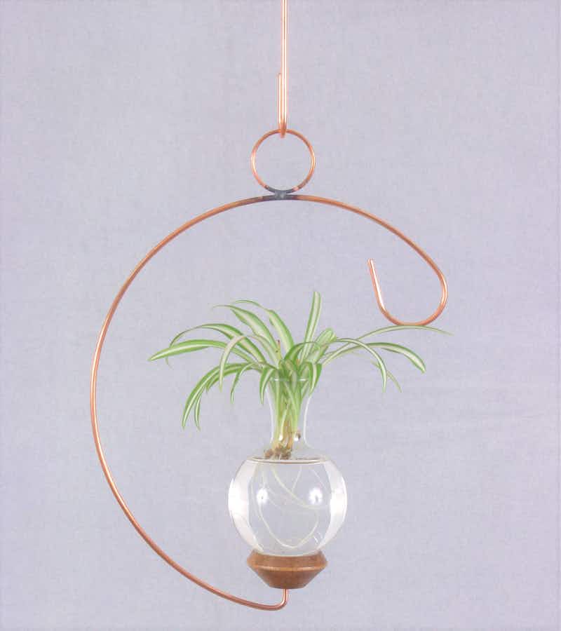 Crescent Plant Propagation Rooter Vase with spider plant in water