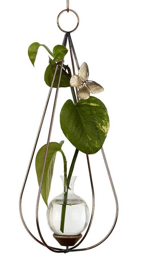 Teardrop Dimensional Plant Propagation Rooter Vase with pothos plant cutting in water