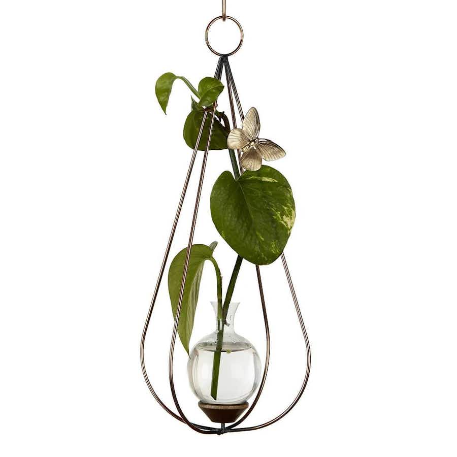 Teardrop Dimensional Plant Propagation Rooter Vase with pothos plant cutting in water