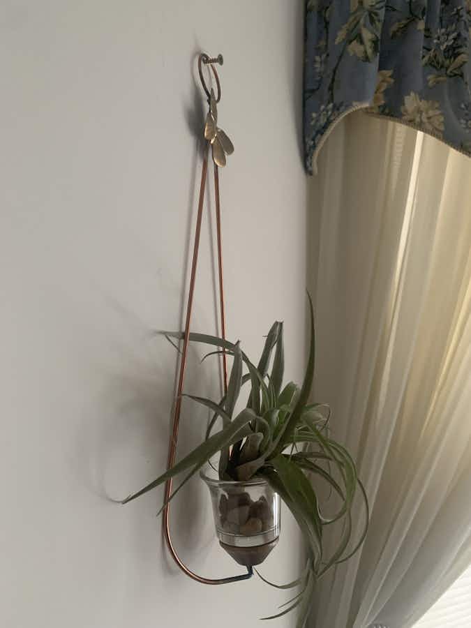 An air plant in a wall hanging votive holder