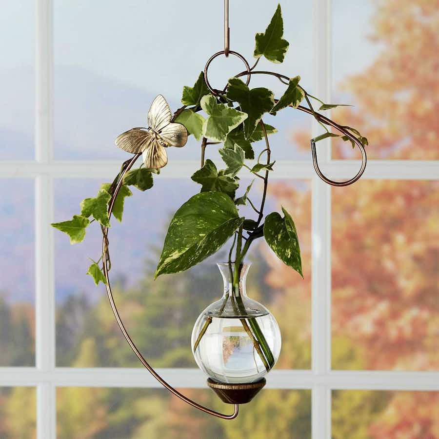Crescent Plant Propagation Rooter Vase with wondering plants hanging in a window