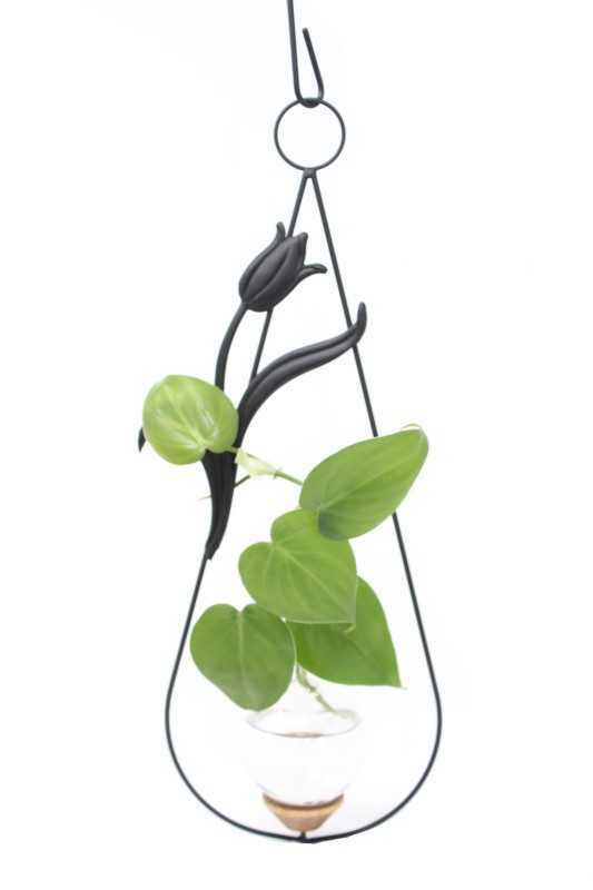 Tulip hanging rooting vase with black powder coat finish and handblown glass vase with pothos in water