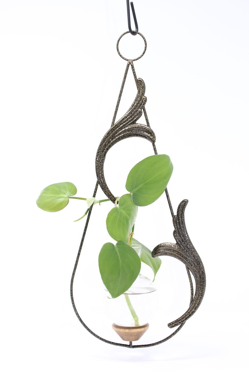 Gold Vein Finish Scroll Hanging Rooter Vase with wandering plant in a glass vase.