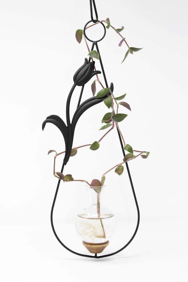 Black Tulip Plant Propagation Rooter Vase with ivy plant