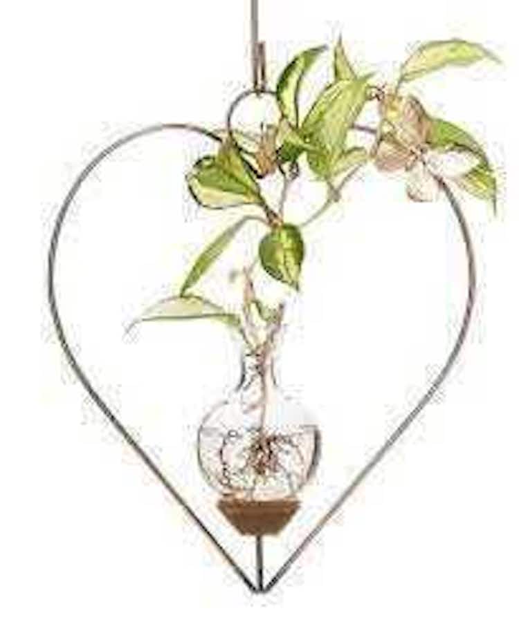 Heart Plant Propagation Rooter Vase with wondering plant