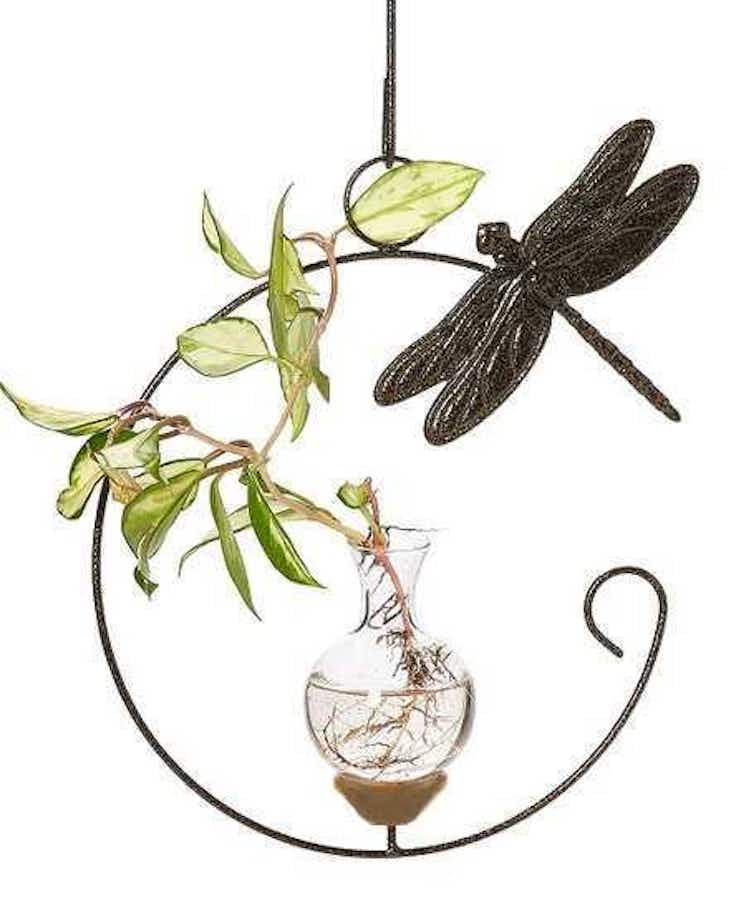 Dragonfly Plant Propagation Rooter Vase with wondering plant