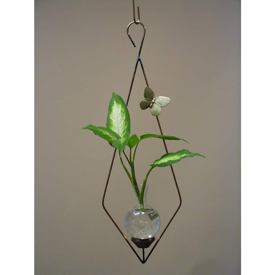 Diamond Plant Propagation Rooter Vase with spider plant in water with brown background