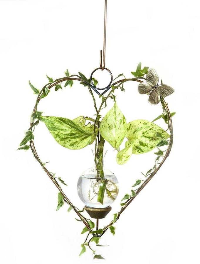 Heart Plant Propagation Rooter Vase with ivy and wondering plants