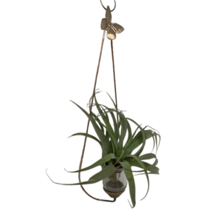 Wall hanging air plant holder with an air plant