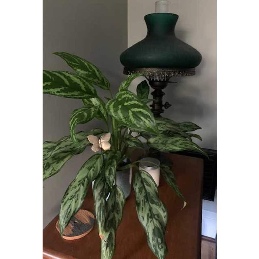 Butterfly Plant Stick in potted houseplant