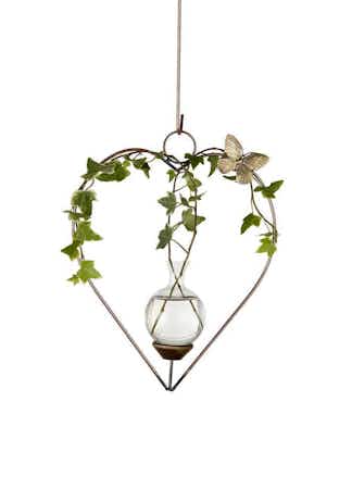 Heart Plant Propagation Rooter Vase with ivy plant in water