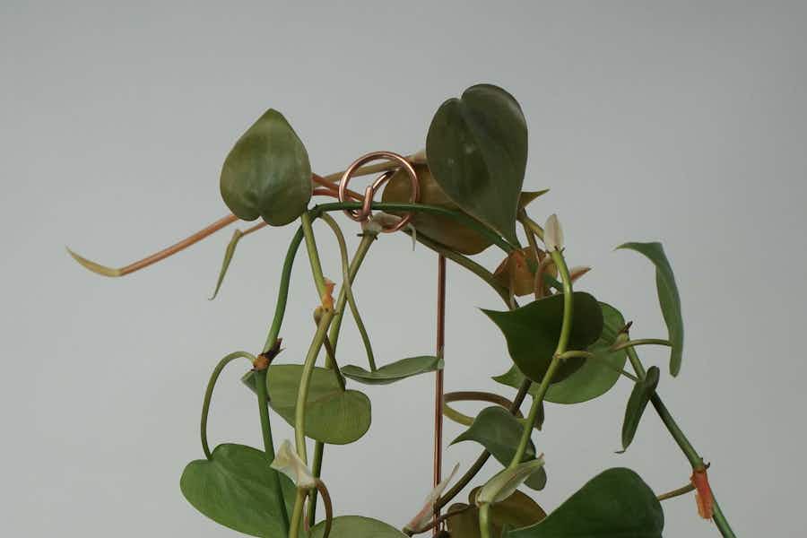 Plant Stake Sticks in ivy plant pot