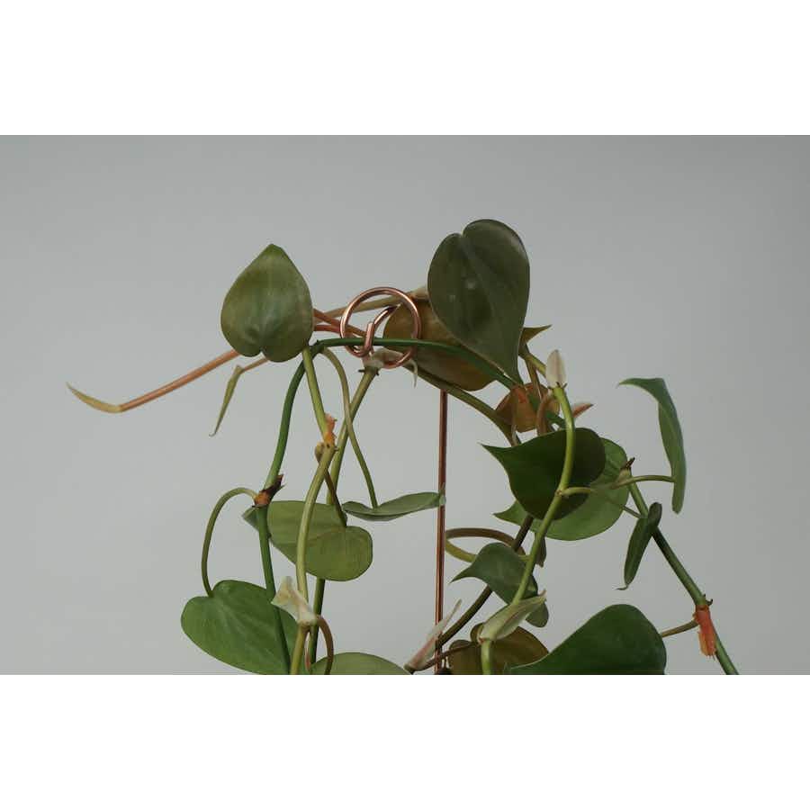 Plant Stake Sticks in ivy plant pot
